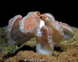 Octopus on the hunt, night dive at the Frederiksted Pier,... by Jenny Keith 